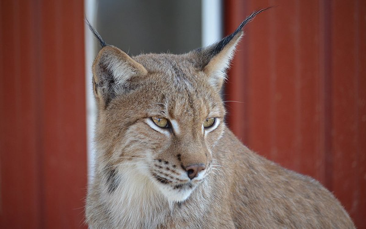 Linx cat located at the Brights Zoo near Jonesborough TN