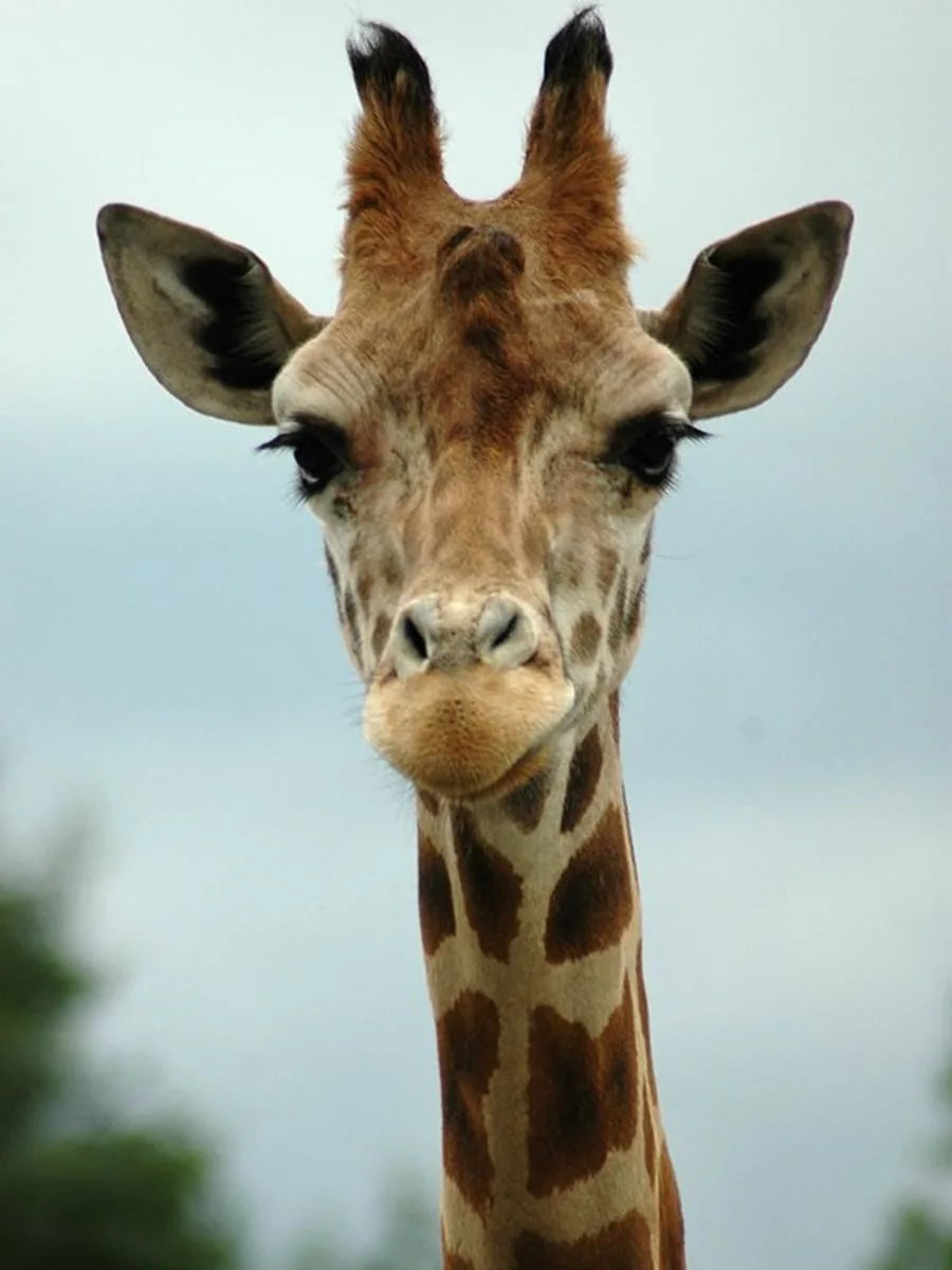 Giraffe located at Brights Zoo near Jonesborough TN 