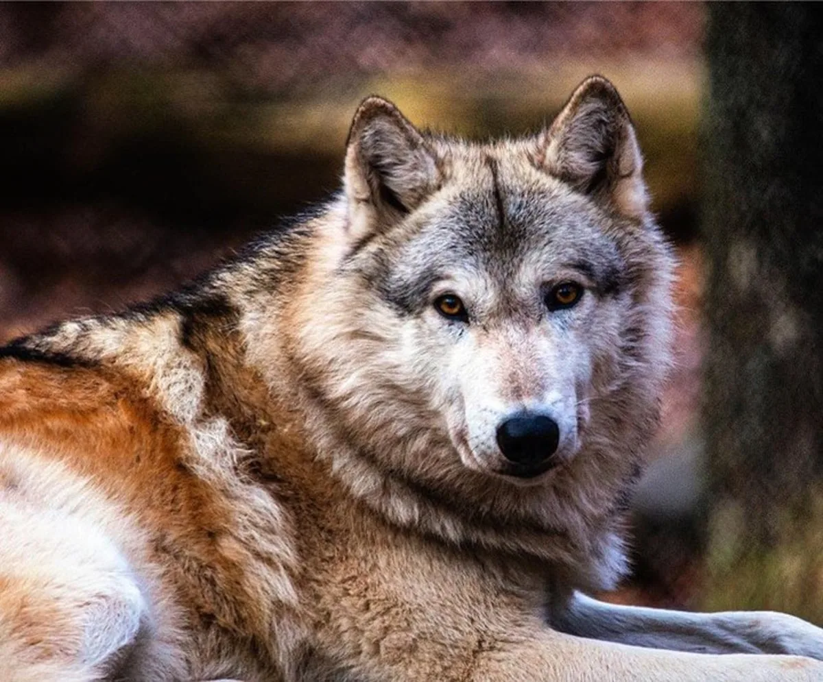 Bays Mountain Park Wolf 