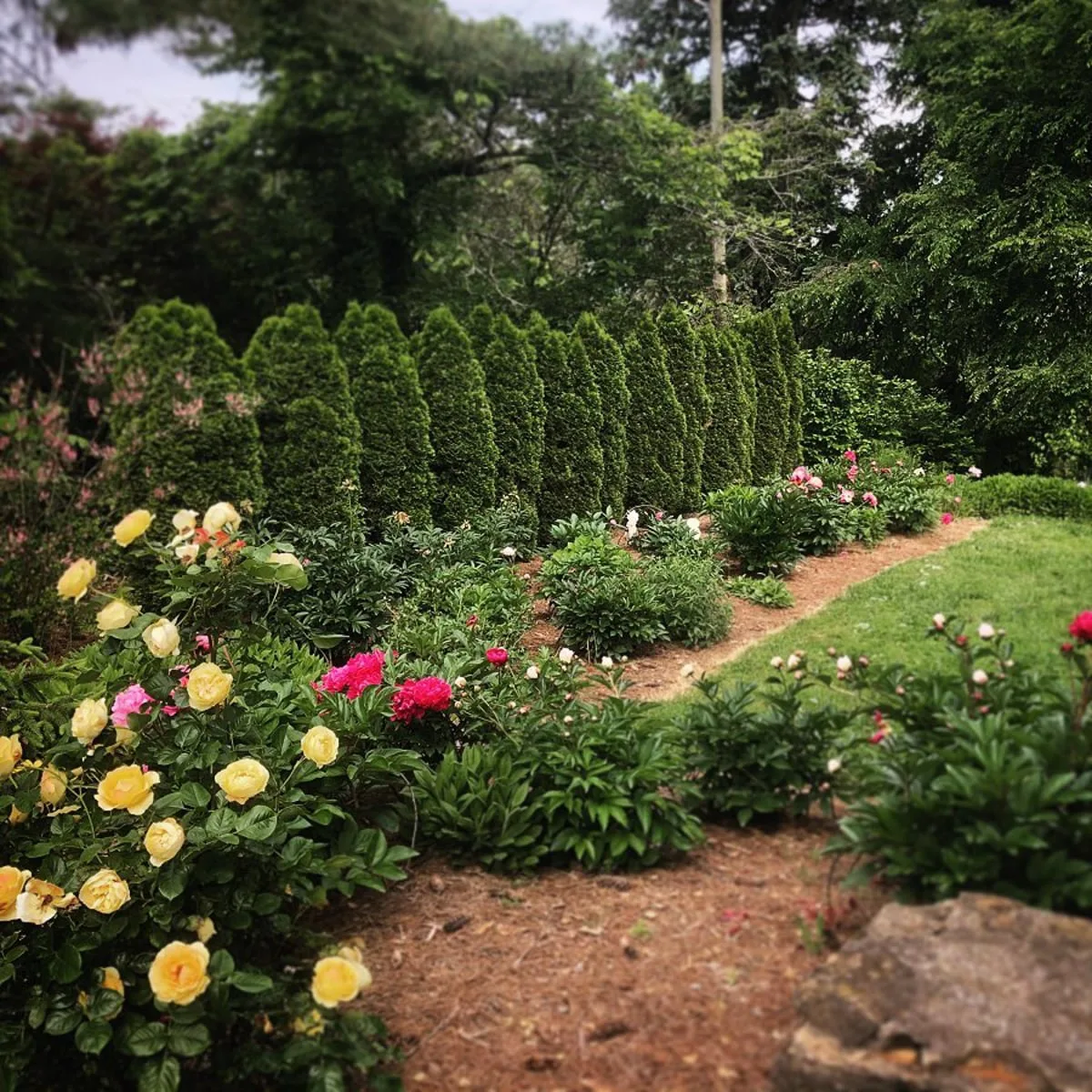 Garden in Knoxville with yellow and red flowers and lots of greenery