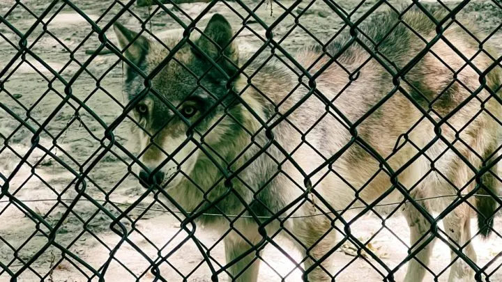 Wolf at Bays Mountain Park Animal Habitat 