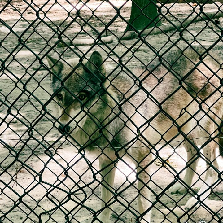 Wolf at Bays Mountain Park in Kingsport 