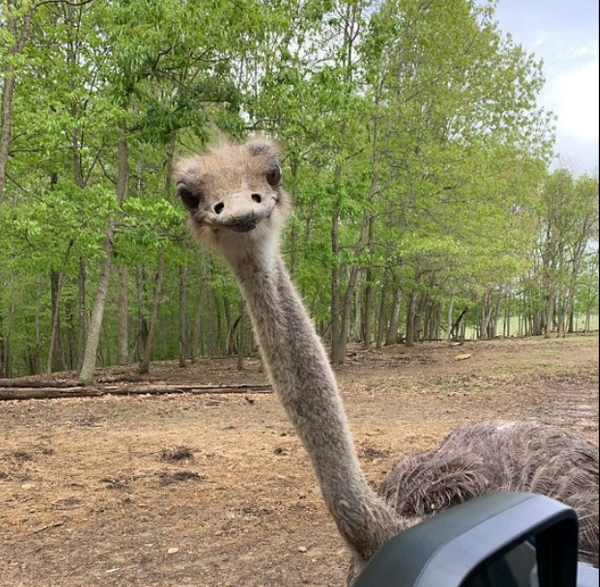 An Emu looking through someones car at Briarwood ranch safari in morristown