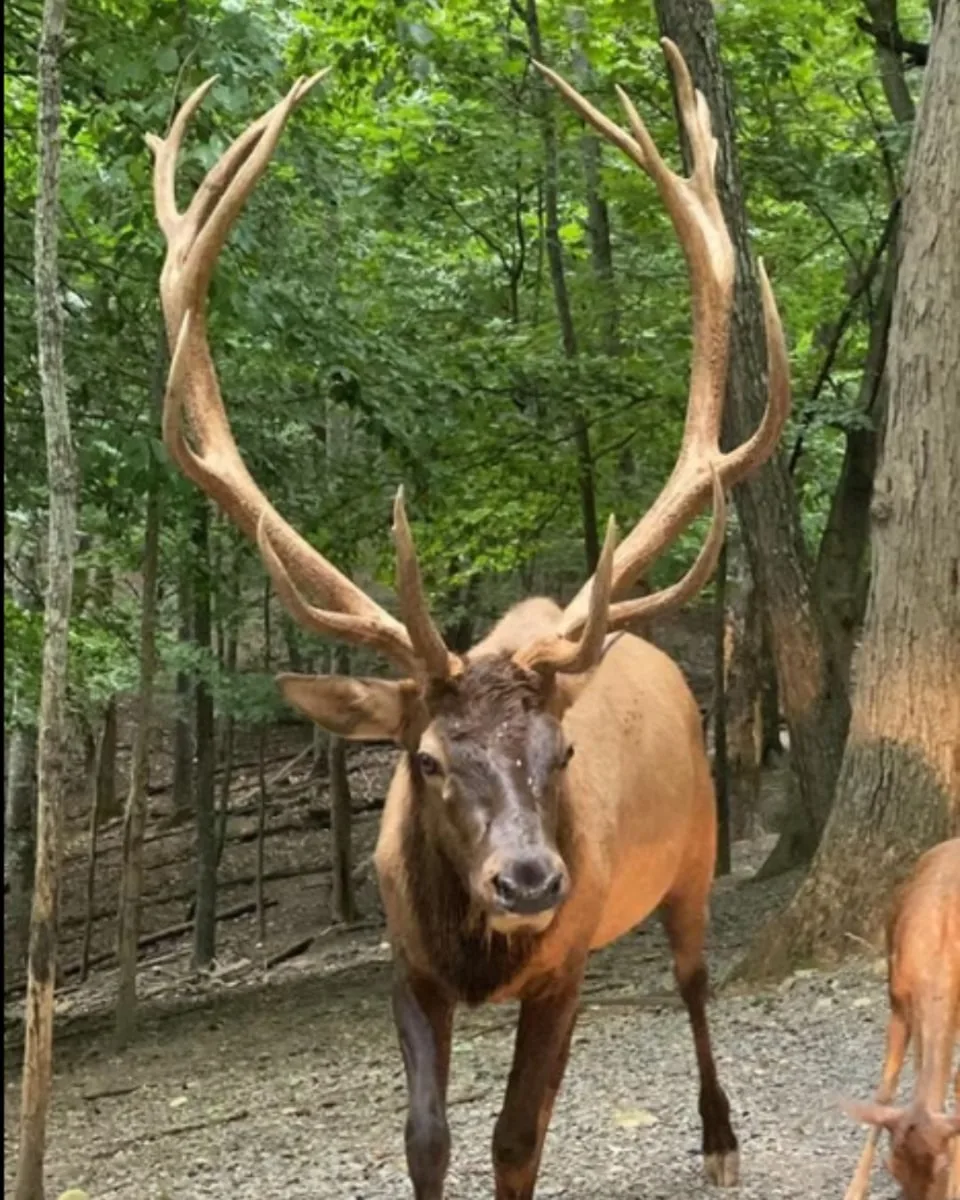 an Elk at briarwood ranch safari park