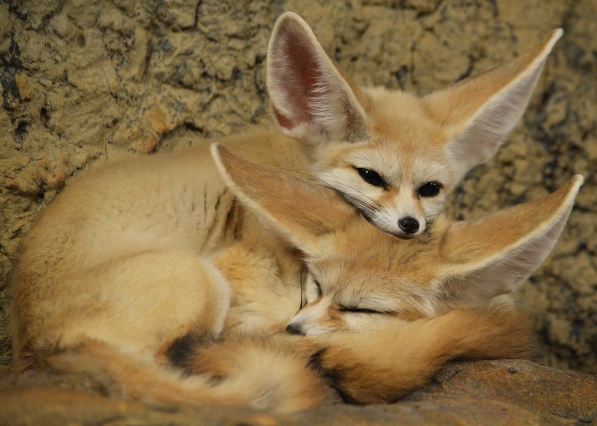 foxes sleeping at the chattanooga zoo