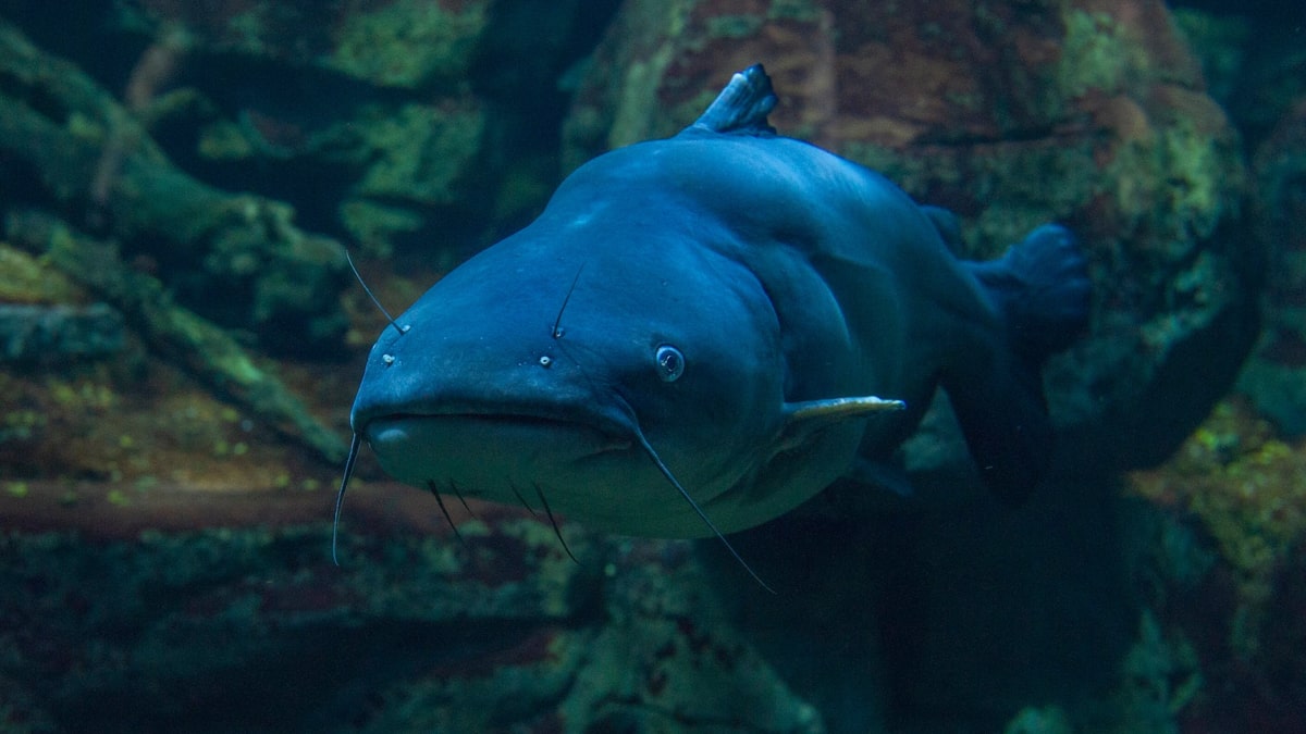 Large catfish at the Tennessee Aquarium