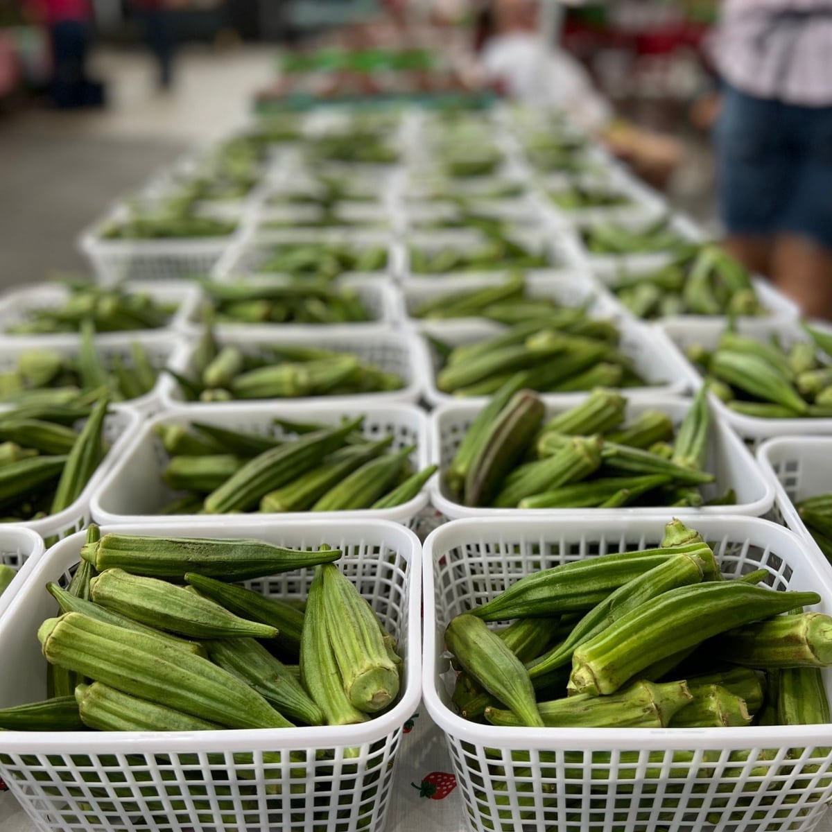 fresh okra at the chattanooga market