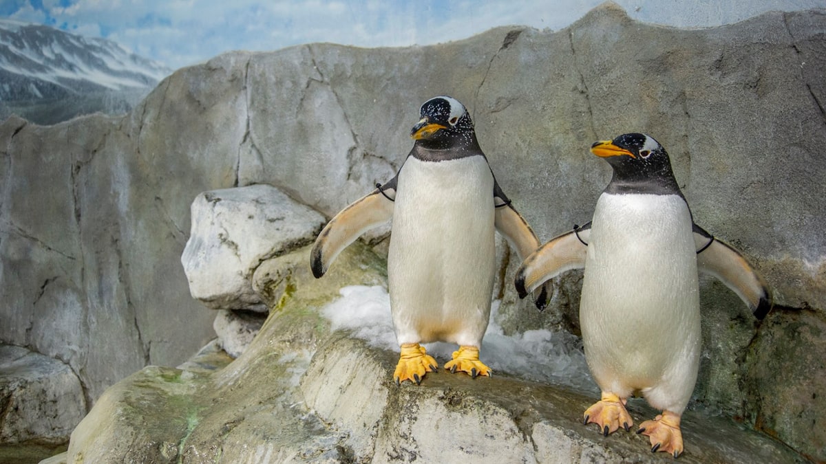 Penguins at the Tennessee Aquarium