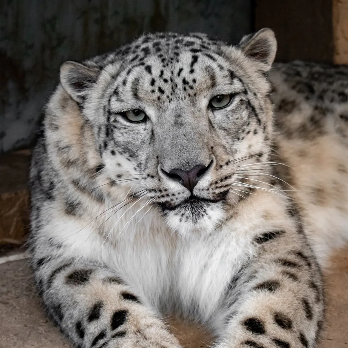 snow leopard looking at the camera at the chattanooga zoo