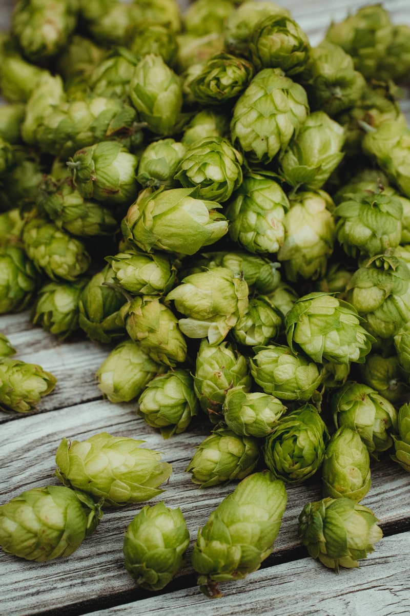 hops ingredient to make craft beer