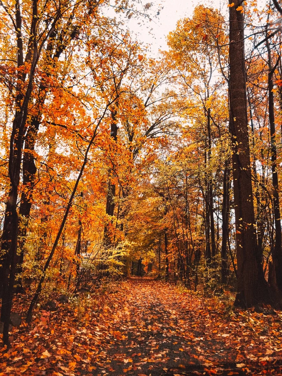 fall foliage with golden leaves upon the ground