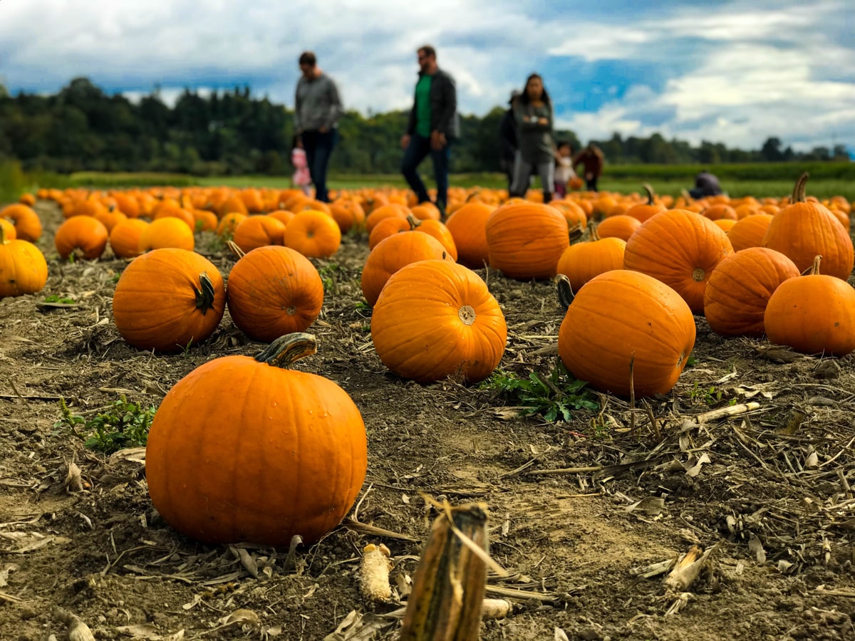 people picking pumpkins in a pumpkin patch for fall activities