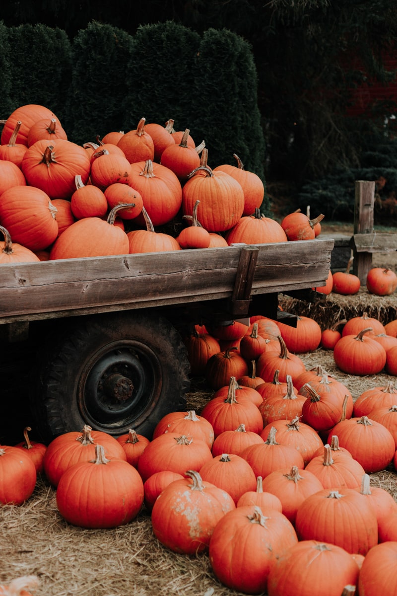 pumpkins on a truck in fall