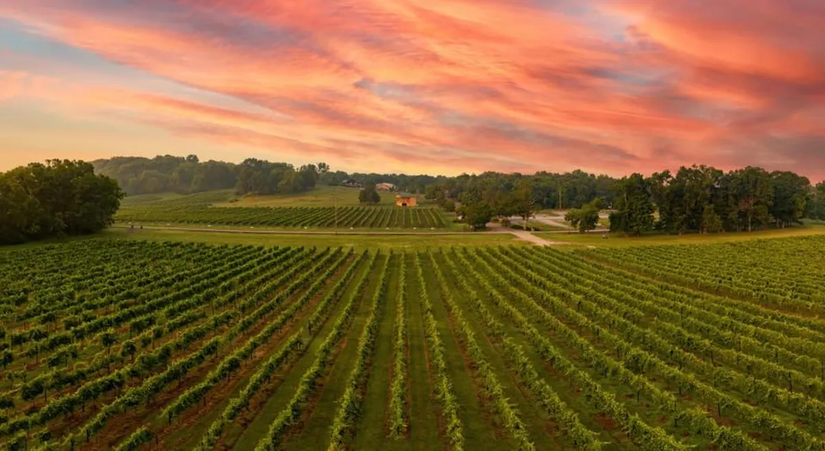 Vineyard with sunset in the background at Arrington Vineyards