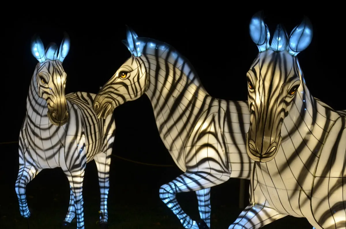 Light up Zebra lanterns at the Zoo Knoxville