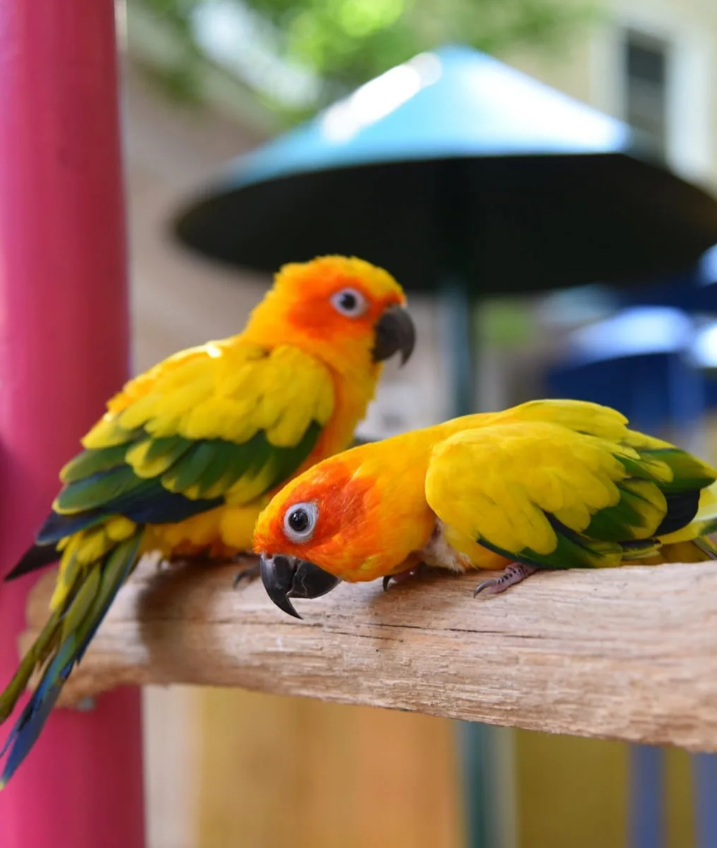 Sun Conure Parrots at Parrot Mountain in Pigeon Forge Tn 