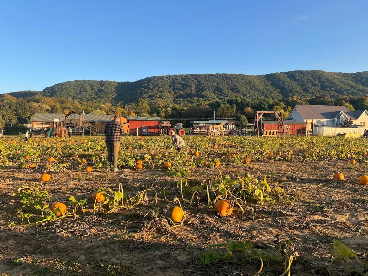 People picking pumpkins at the pumpkin patch at Fenders Farm in Jonesborough TN 