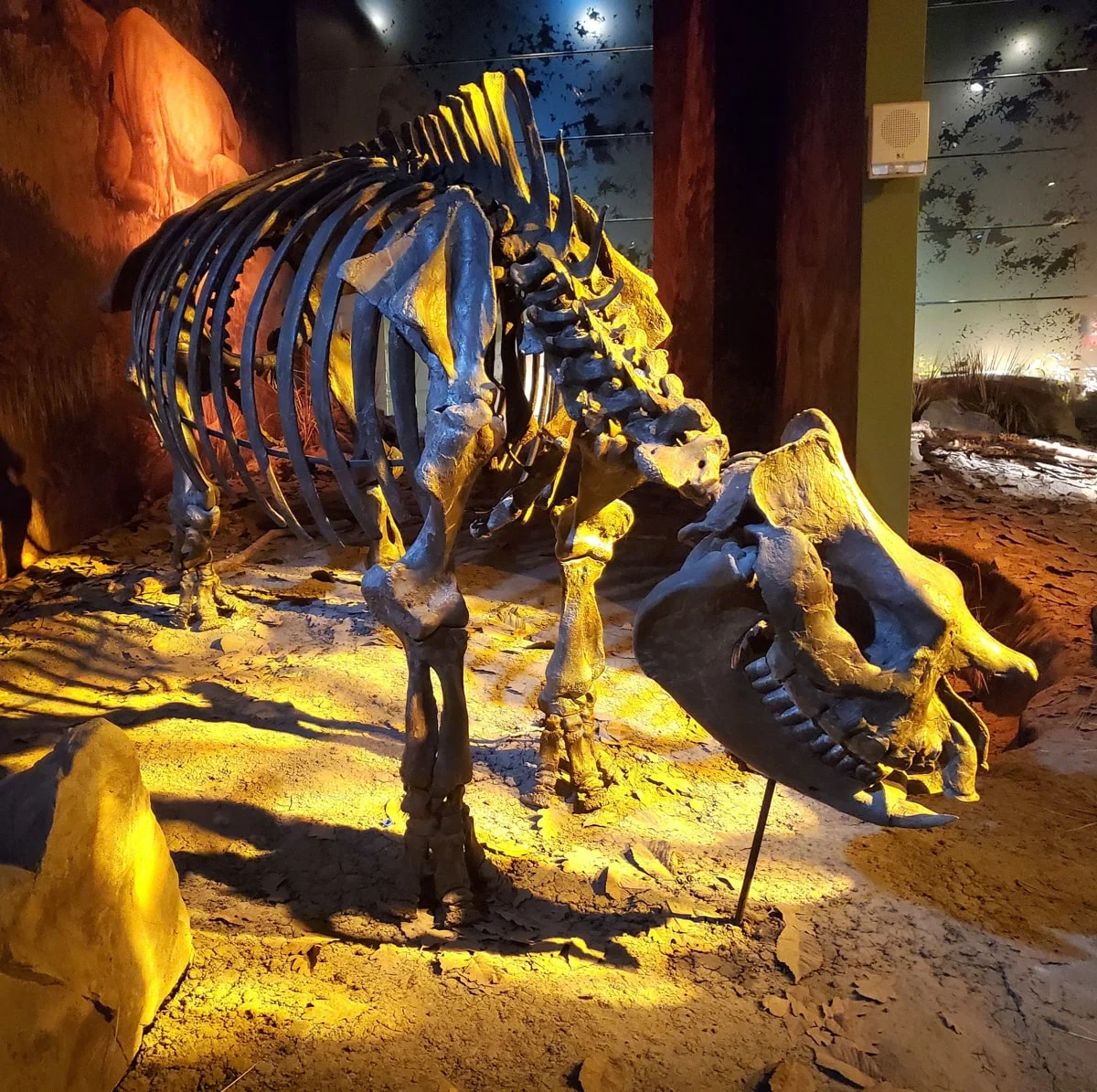 dinosaur fossil at the gray fossil site in gray tn near the tri-cities 