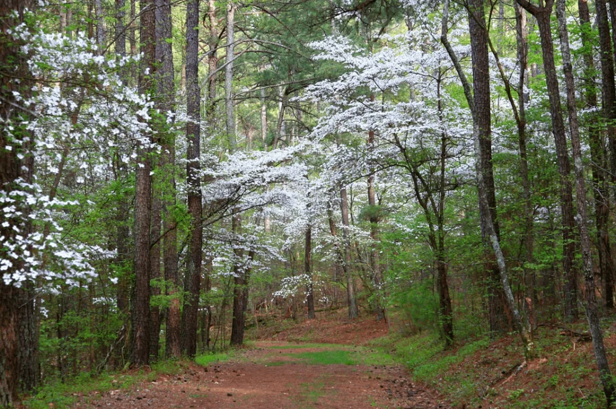 Trail through Bowie nature Park with flowered trees