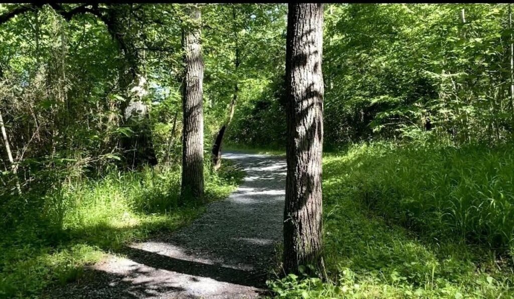 Osceola Island loop trail with shaded trees and gravel trail near Bristol TN-VA