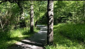 12+ Best Hiking Spots Near Bristol TN-VA