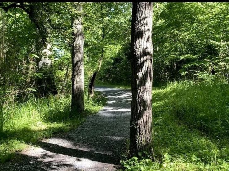 Osceola Island loop trail with shaded trees and gravel trail near Bristol TN-VA