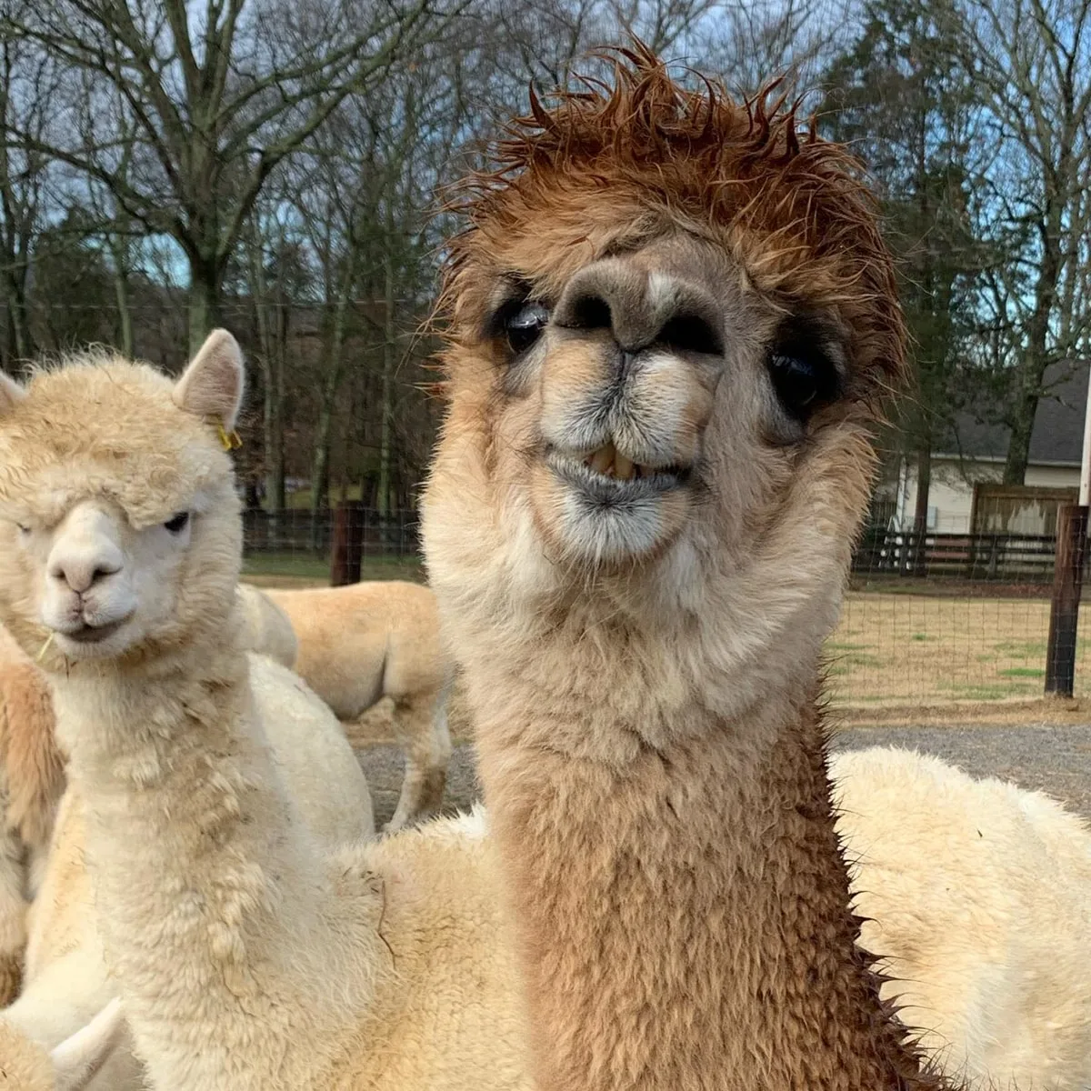 Alpacas smiling at the camera at mistletoe farm in Franklin TN