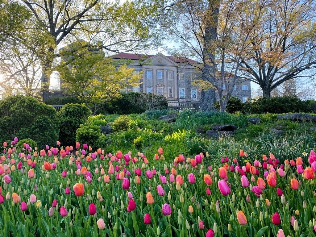 colorful tulips at cheekwood estate & gardens in Nashville TN