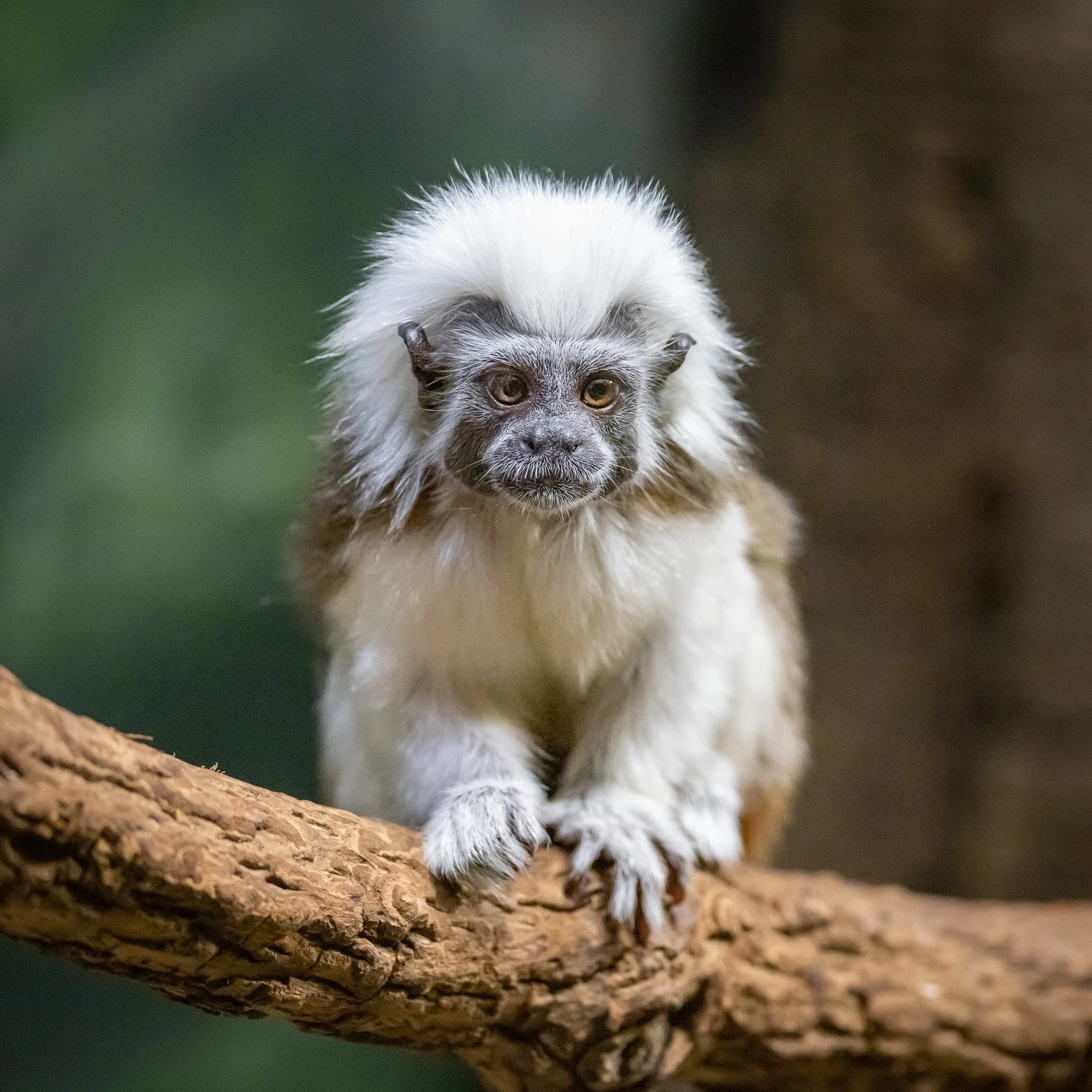 monkey looking at the camera at the nashville zoo