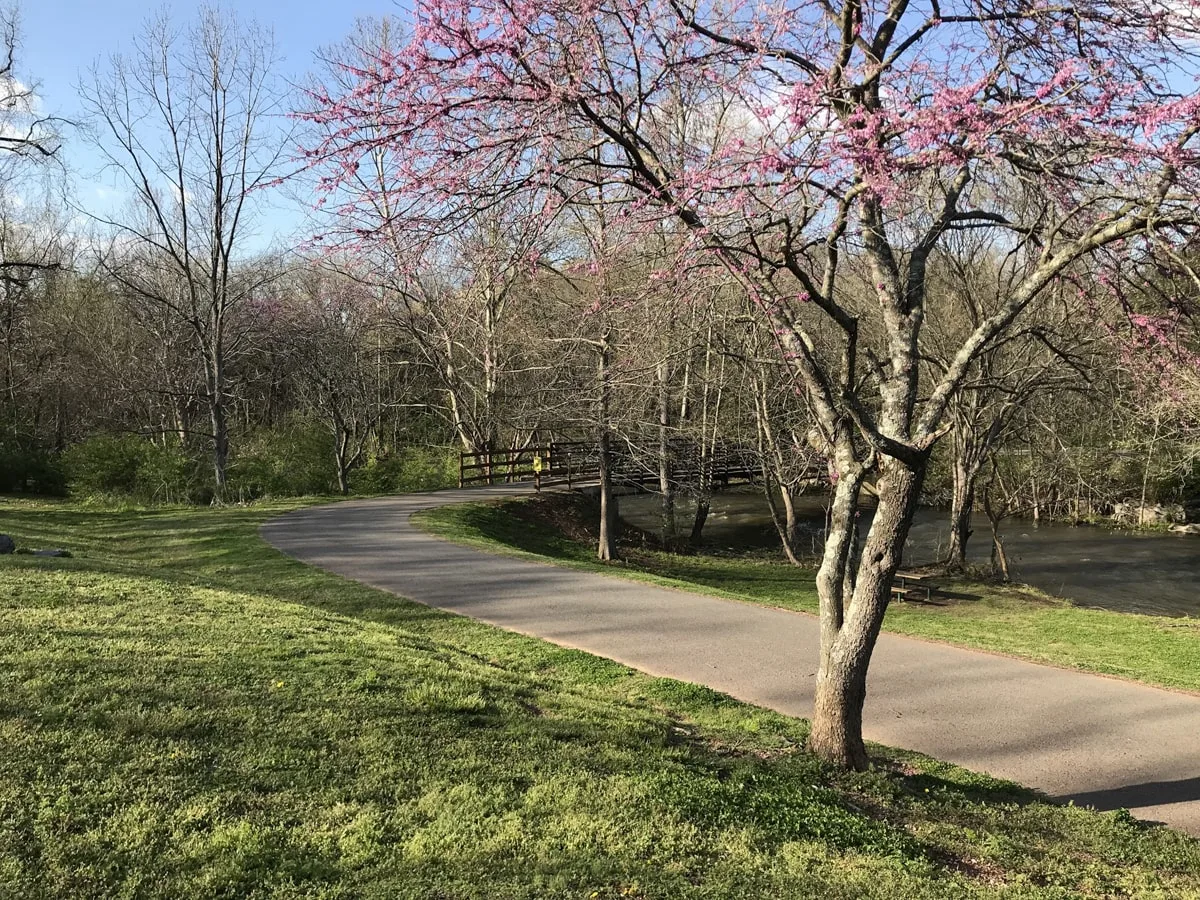 greenway through murfreesboro with a cherry blossom tree and bridge over the river