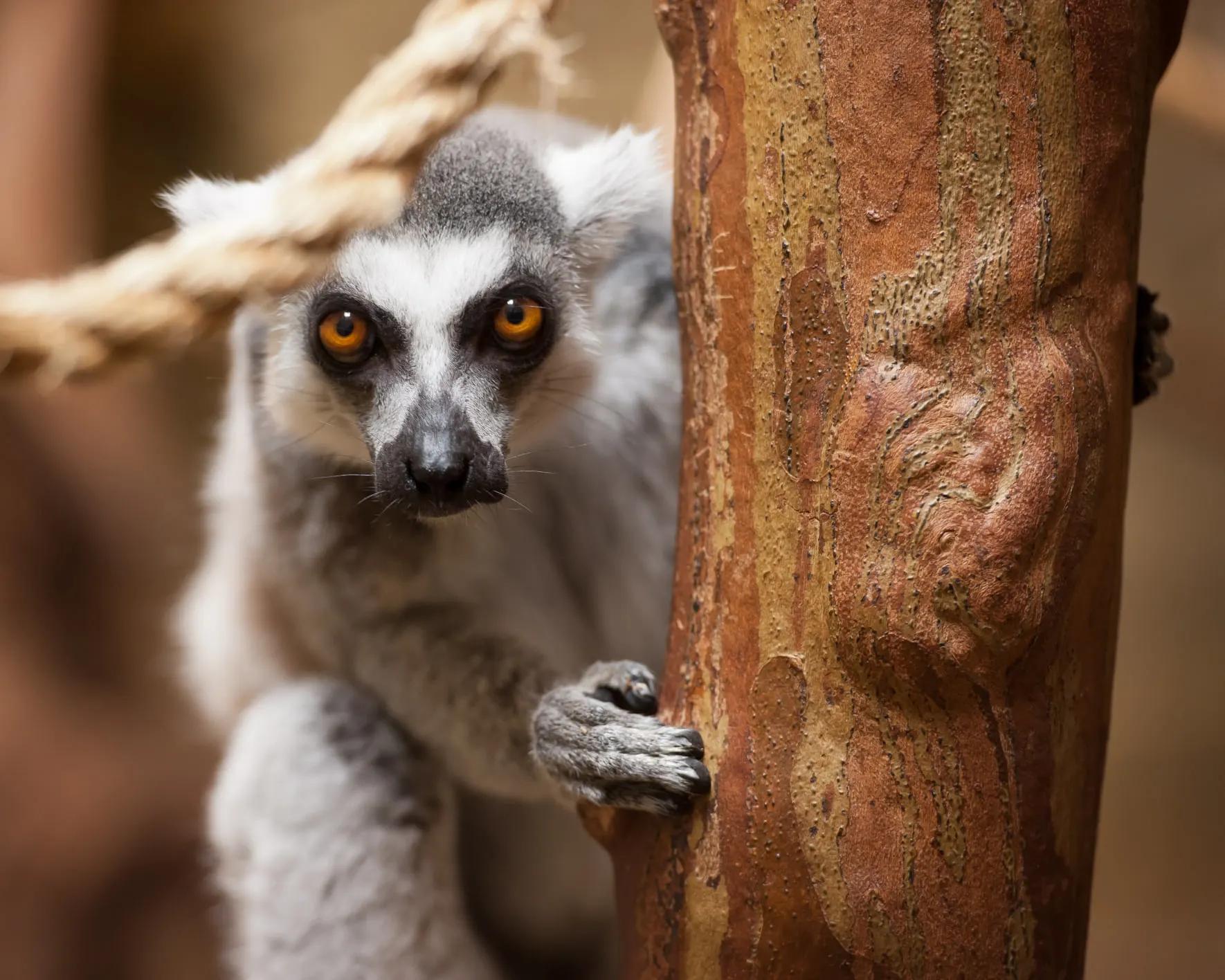 Lemur peeking around a tree at rainforest adventures in sevierville tn 