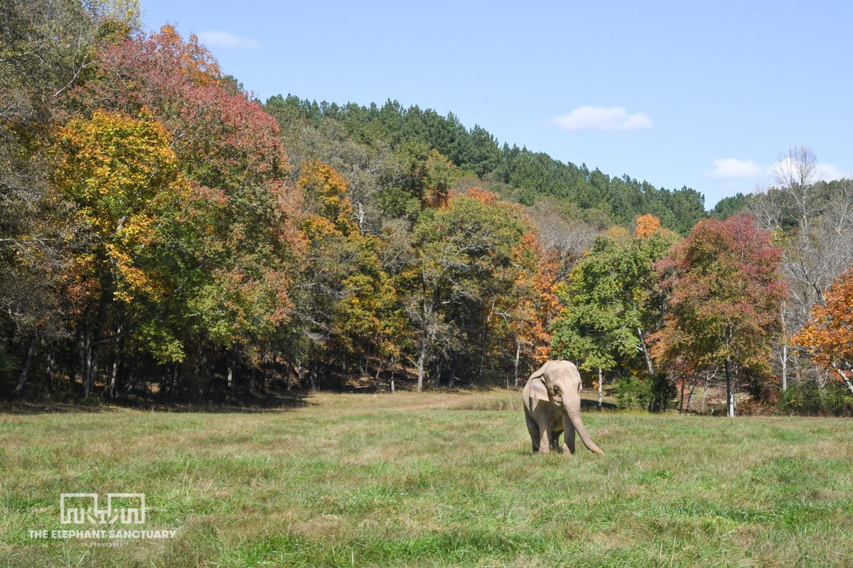 an elephant walking through a large pasture at the elephant sanctuary 