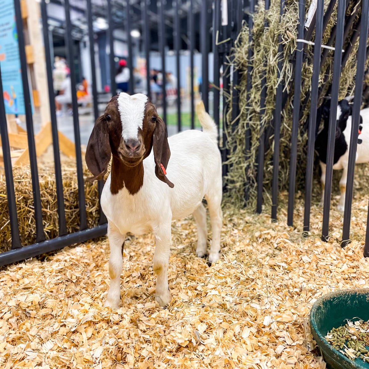 goat at the petting zoo at the nashville fair as a fun thing to do in nashville in fall 