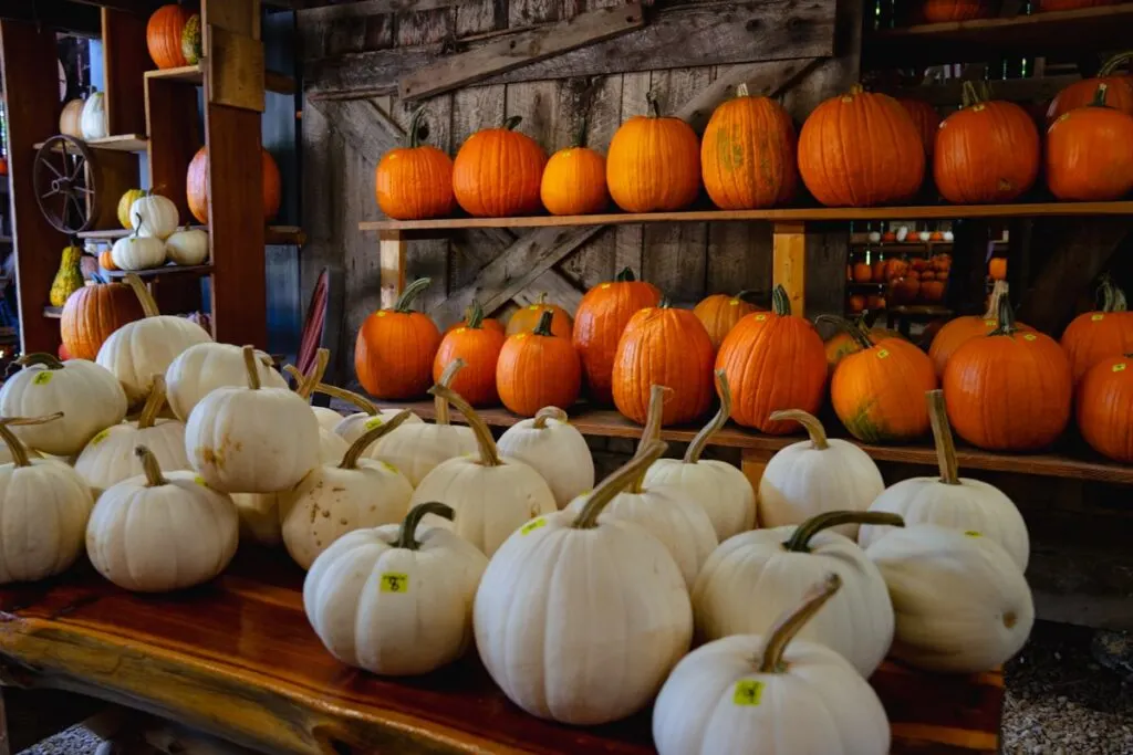 white and orange pumpkins for sale at a pumpkin patch in johnson city tn 