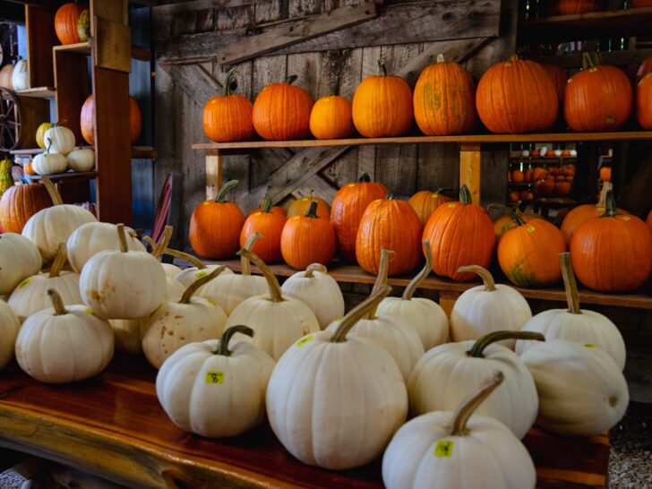 White and orange pumpkins for sale at pumpkin patch near Johnson City, Tennessee.