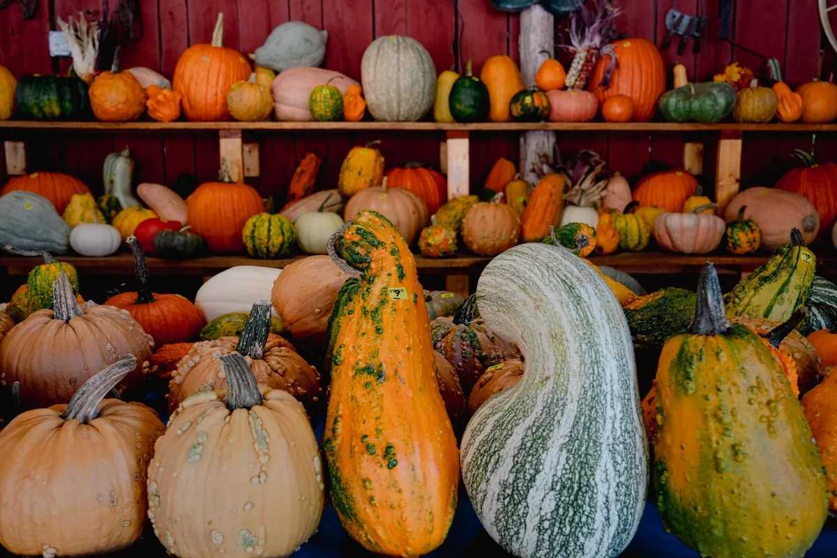 Pumpkins for sale at Laurel's Pumpkin Patch Barn