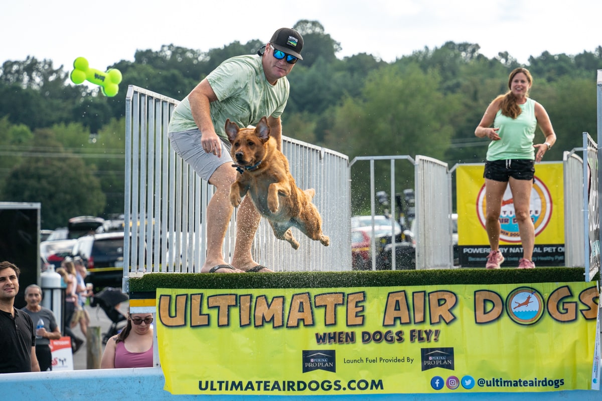 Dog jumping after toy over pool of water at meet the mountains festival in the tri-cities 