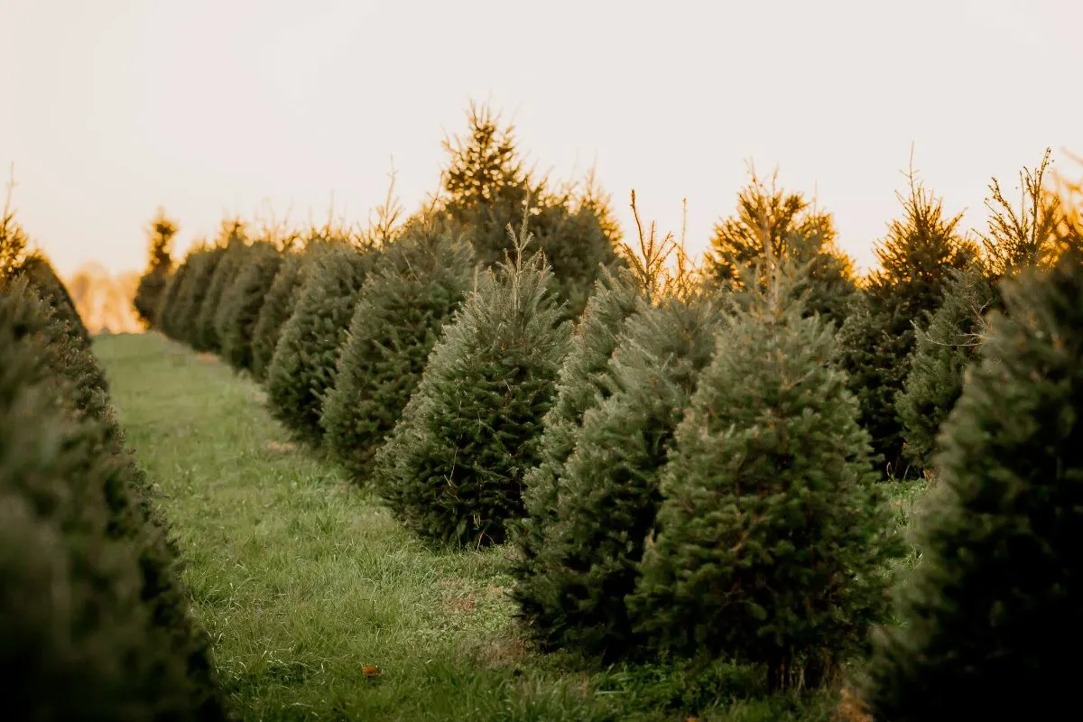 christmas tree farm with sun in the background great for picking and cutting your own christmas tree
