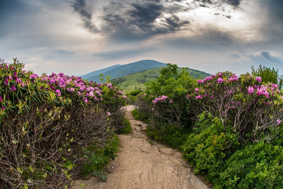 The Appalachian Trail on Jane Bald Mountain trail surrounded by Rhododendron blooms near Roan Mountain TN