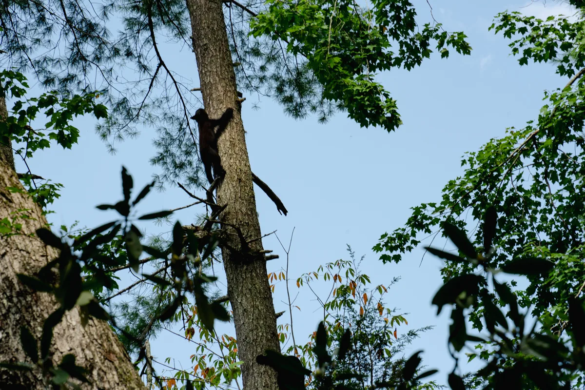 Black bear cub climbing a tree in the smoky mountains 