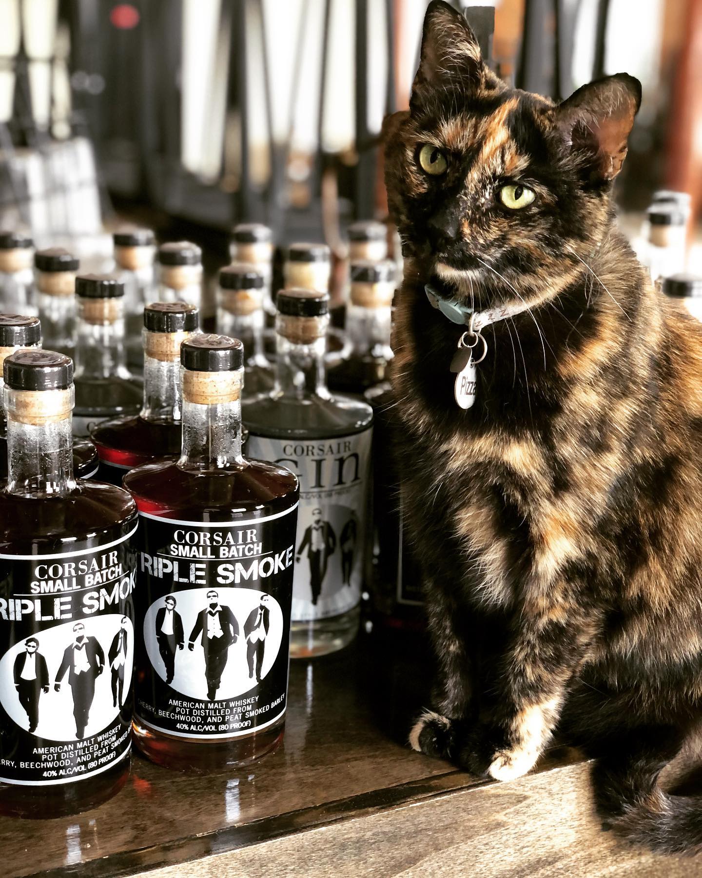 A cat sitting in front of Corsair bottles of liquor at corsair distillery 