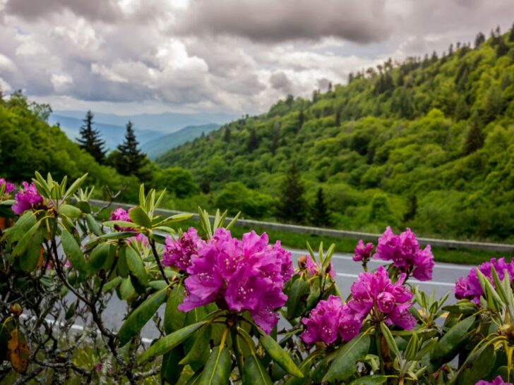 rhododendron blooms in the smoky mountains near clingmans dome