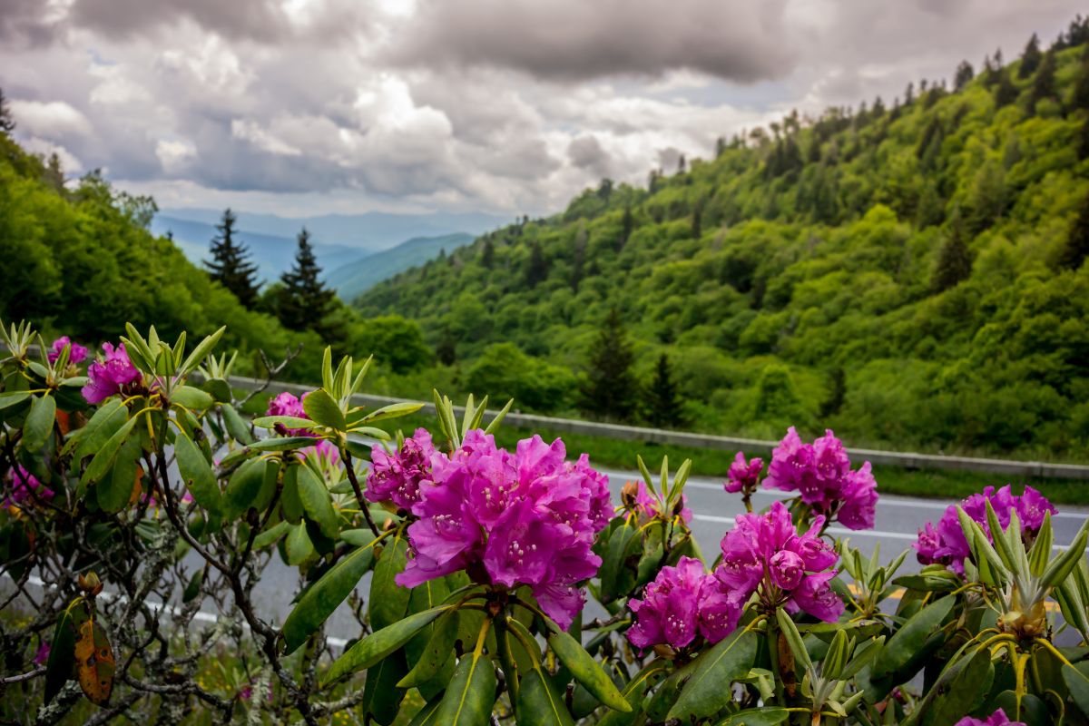 rhododendron blooms in the smoky mountains near clingmans dome