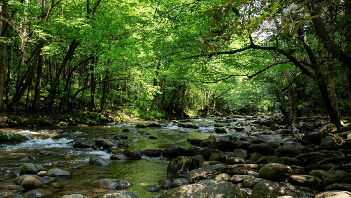11 Tennessee Trails That Are Perfect for a Winter Walk