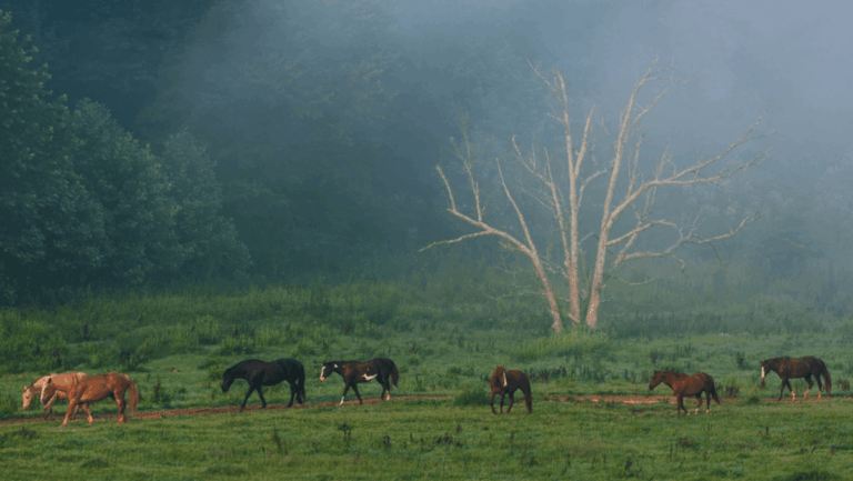 12 Can't-Miss Tennessee Small Towns to Visit Each Month of the Year