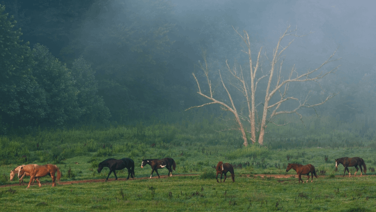 12 Can't-Miss Tennessee Small Towns to Visit Each Month of the Year