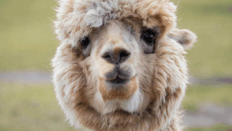 You Can Literally Hang Out With Alpacas at This Tennessee Airbnb