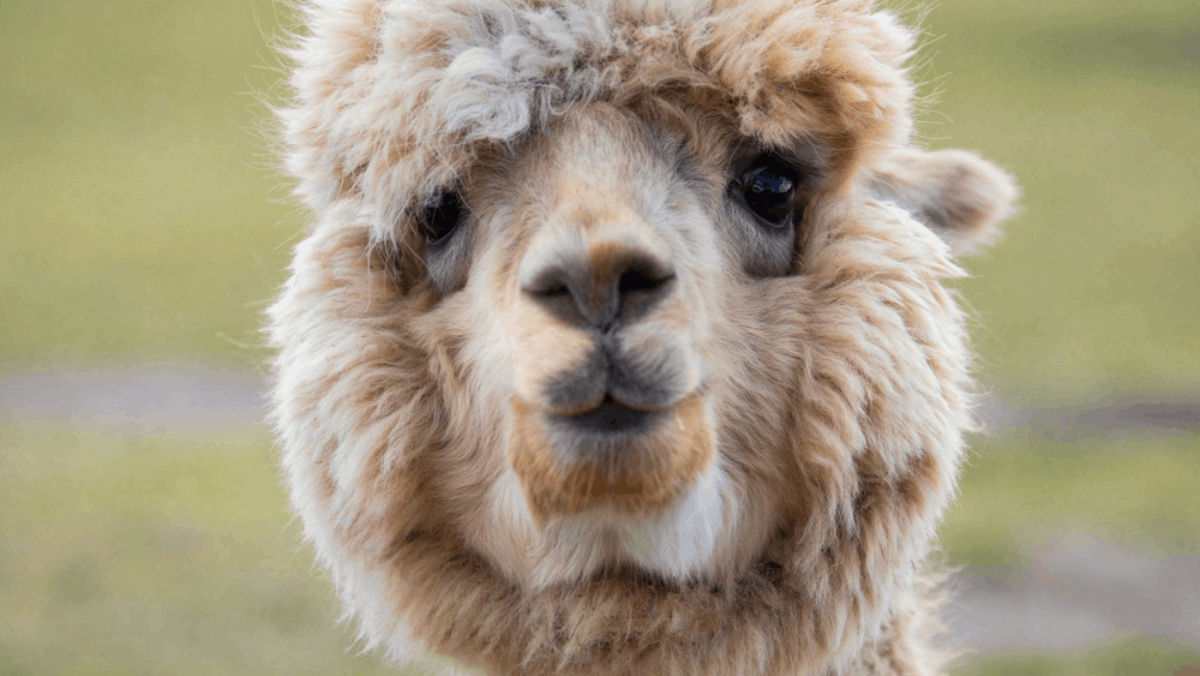 You Can Literally Hang Out With Alpacas at This Tennessee Airbnb