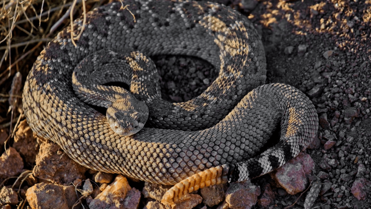 5 Areas in Tennessee Are Known for Rattlesnake Sightings