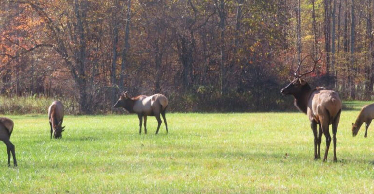 7 Tennessee Places You’re Most Likely to Spot Wild Elk